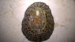 Cellana denticulata