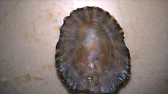 Cellana denticulata