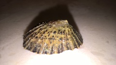 Cellana denticulata