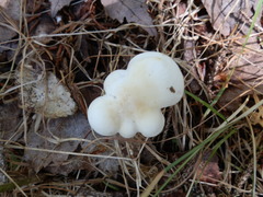 Cuphophyllus angustifolius