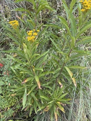 Verbesina virgata