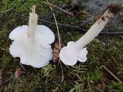 Cuphophyllus angustifolius