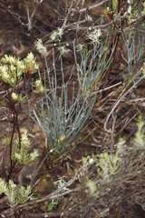 Anginon swellendamense