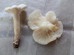 Cuphophyllus angustifolius