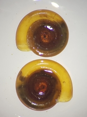 Anisus spirorbis