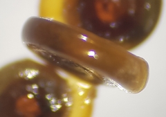 Anisus spirorbis
