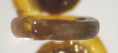 Anisus spirorbis
