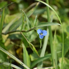 Commelina diffusa