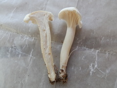 Cuphophyllus angustifolius