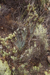 Anginon swellendamense
