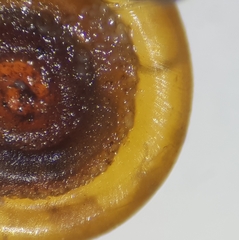 Anisus spirorbis