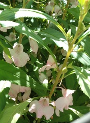 Impatiens balsamina image