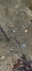 Eumalacostraca