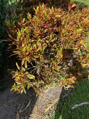 Codiaeum variegatum