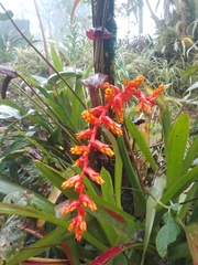 Guzmania multiflora