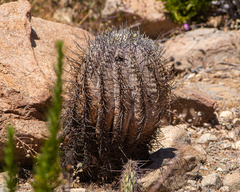Copiapoa griseoviolacea
