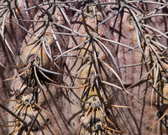 Copiapoa griseoviolacea