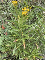 Verbesina virgata