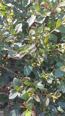 Rhododendron indicum