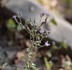 Cyanthillium cinereum