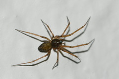 Lepthyphantes