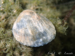Cerastoderma glaucum