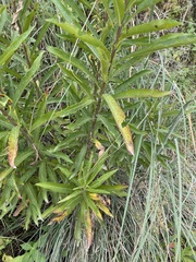 Verbesina virgata