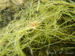 Chaetomorpha linum
