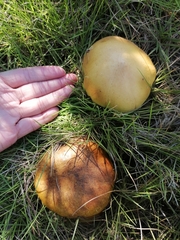 Agaricomycetidae