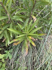 Verbesina virgata