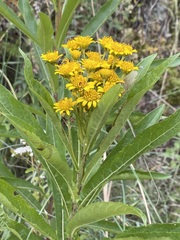 Verbesina virgata