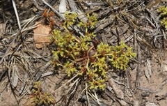 Chorizanthe procumbens