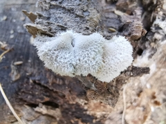 Schizophyllum