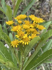 Verbesina virgata