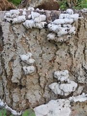 Schizophyllum