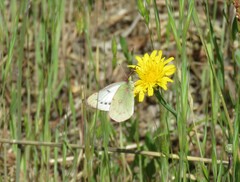 Colias vauthierii