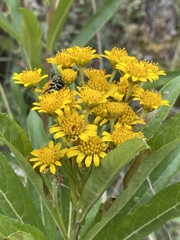 Verbesina virgata