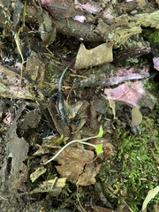 Plethodon mississippi