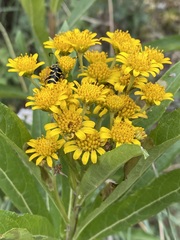 Verbesina virgata