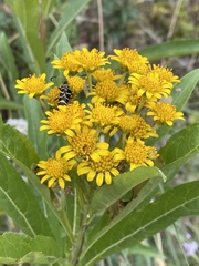 Verbesina virgata