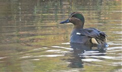 Anas crecca crecca