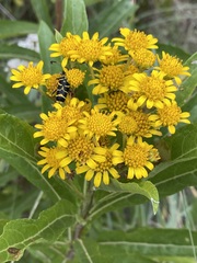 Verbesina virgata