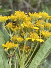 Verbesina virgata