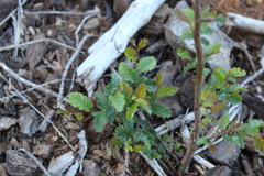 Nothofagus obliqua