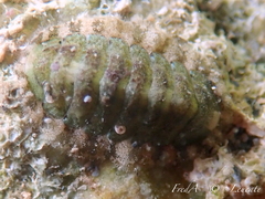 Lepidochitona caprearum