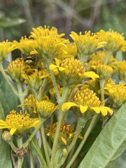 Verbesina virgata