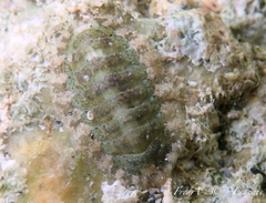 Lepidochitona caprearum