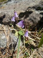 Soldanella pusilla