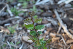 Nothofagus obliqua