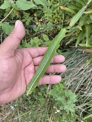 Verbesina virgata